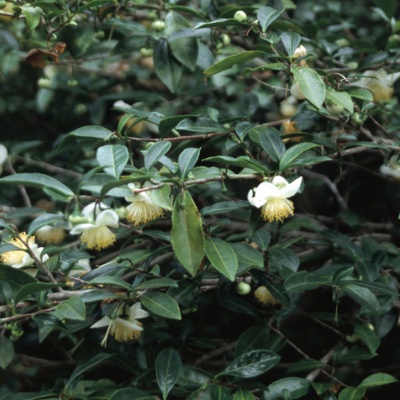 Camellia-sinensis-1
