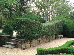The tea hedge, on the 4th terrace above the God topiary is kept sheared. this planting was put in by Mrs. Alice Callaway and has remained healthy and handsome for many years.