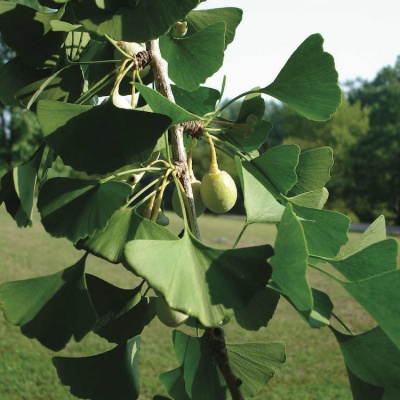 From the Garden, Ginkgo: A Living Fossil